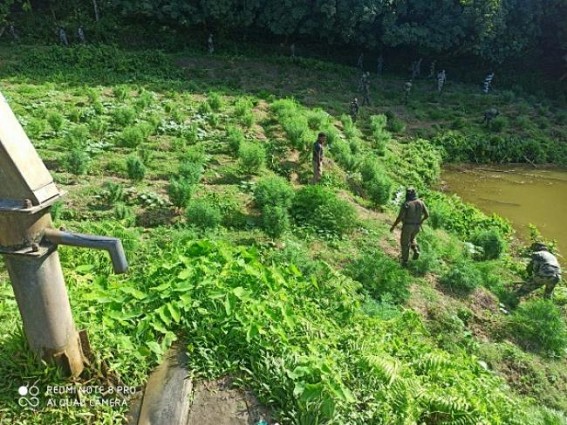 Cannabis garden covering massive area Destroyed by Police 